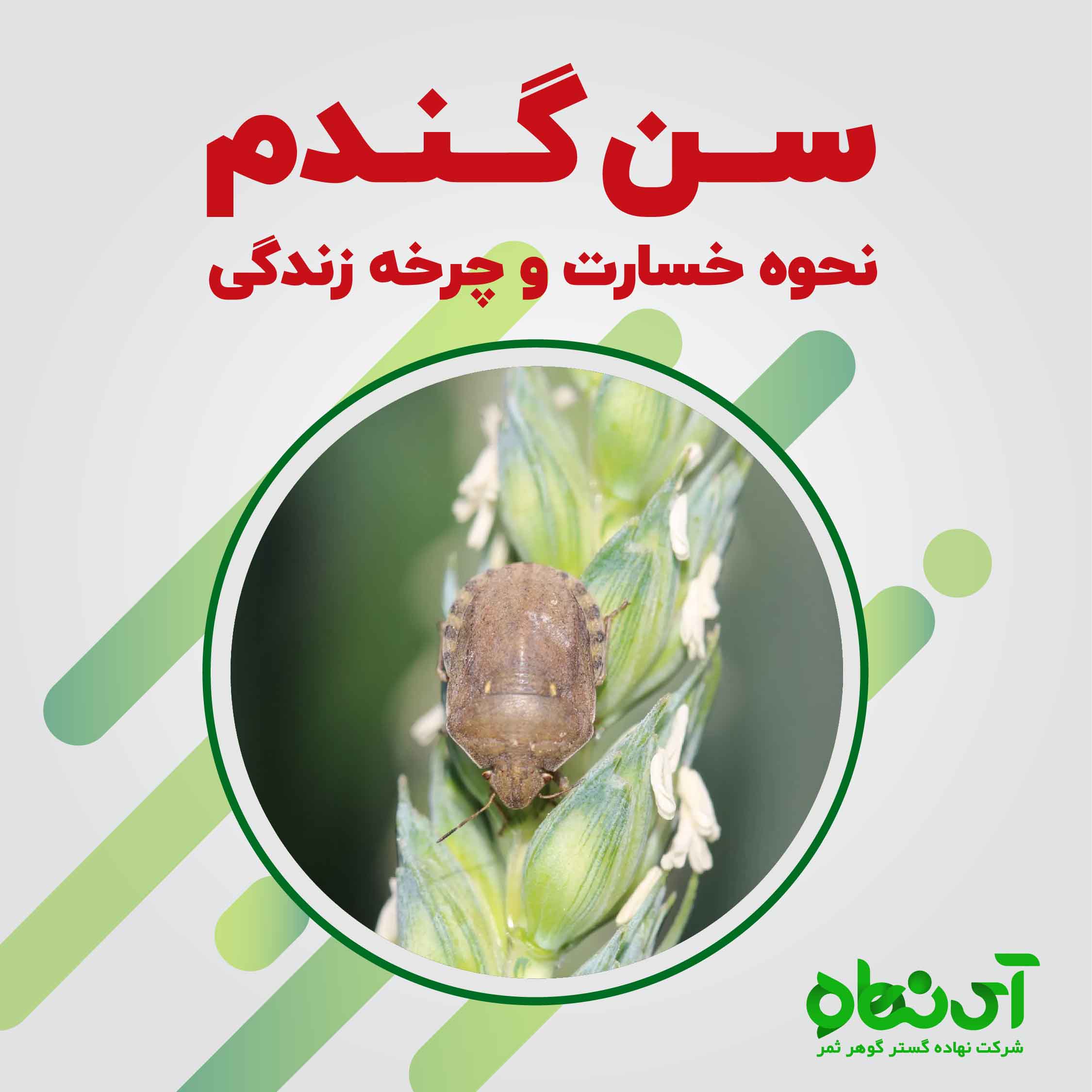 سن گندم نحوه خسارت و چرخه زندگی
